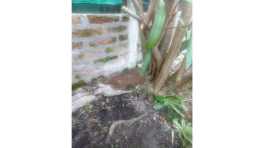 Chapas, una chimenea y materia fecal, todo termina en su patio